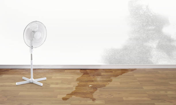 Best Mold removal after water damage  in Suisun City, CA